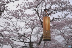 秋月　桜　2016年