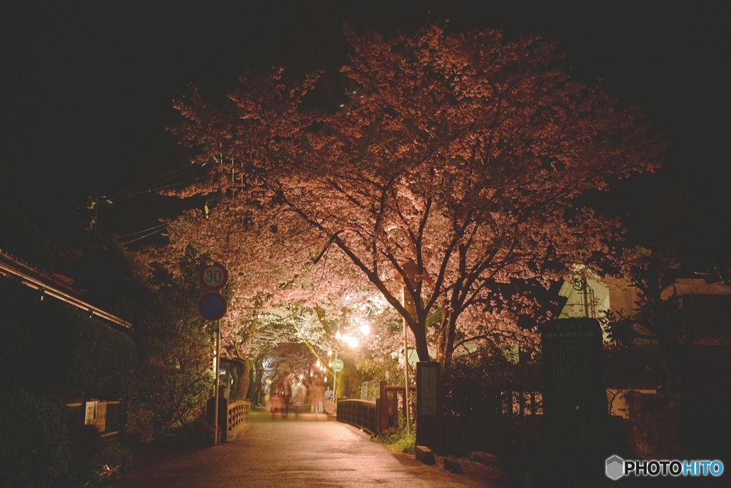 秋月　桜　2016年