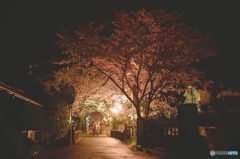 秋月　桜　2016年