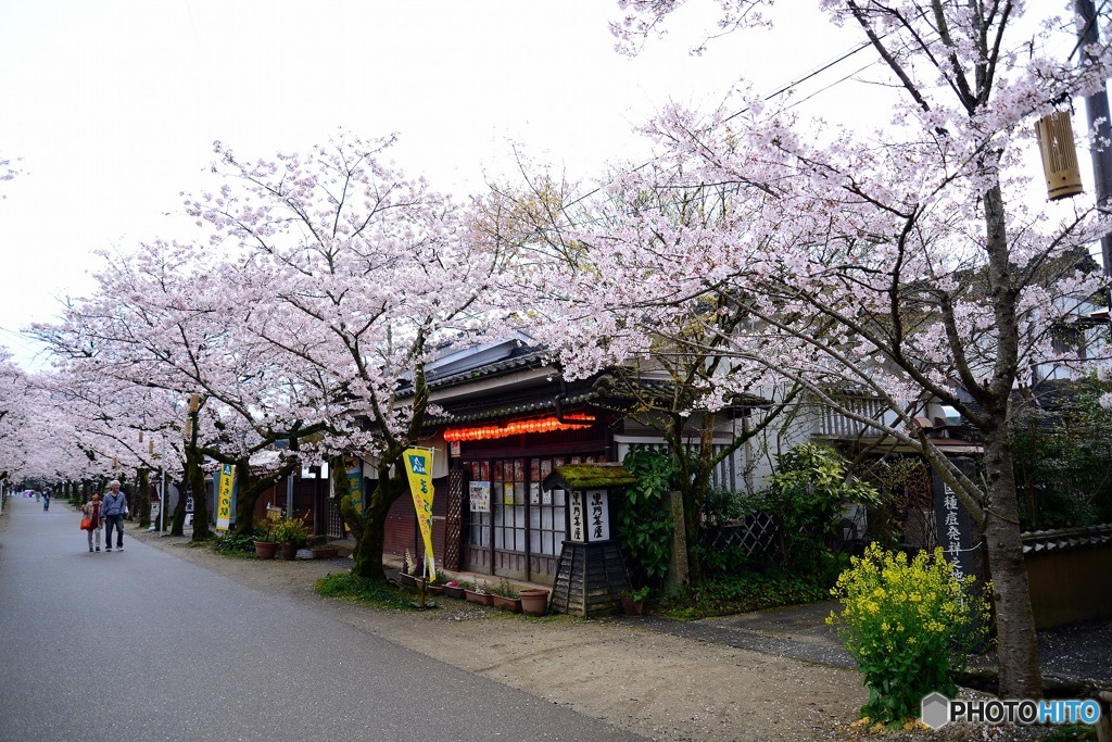 秋月　桜　2016年