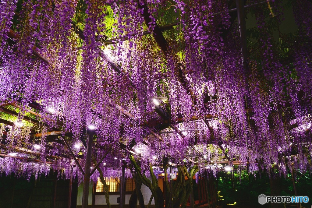 御船山楽園　2016年4月