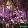 御船山楽園　2016年4月