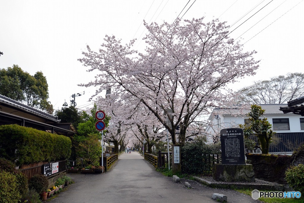 秋月　桜　2016年