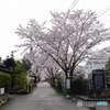 秋月　桜　2016年