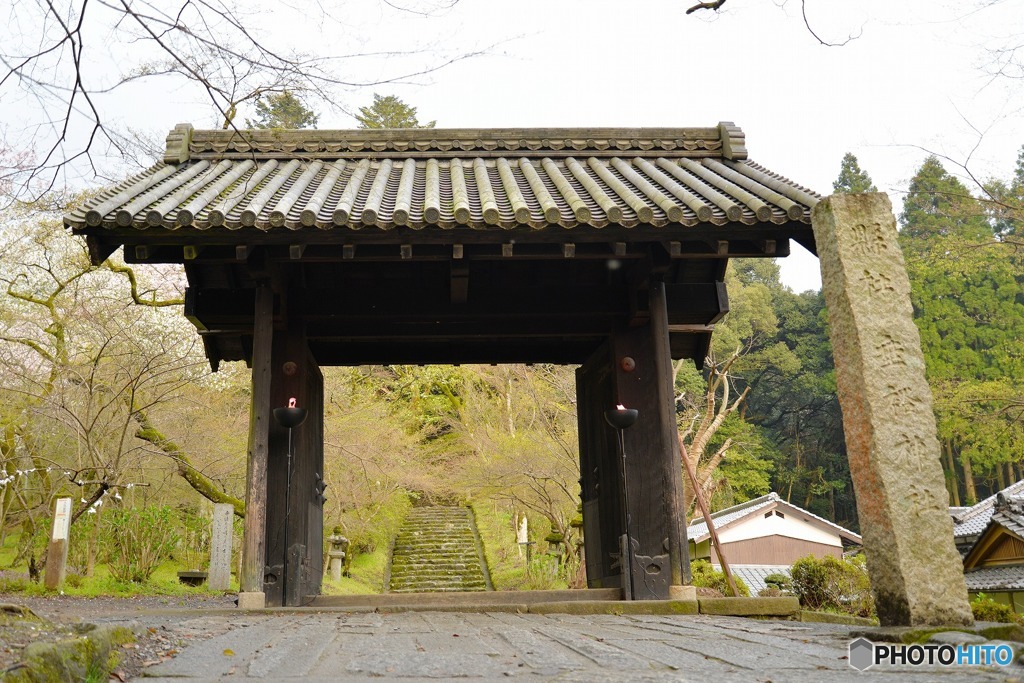 秋月　桜　2016年