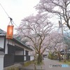 秋月　桜　2016年