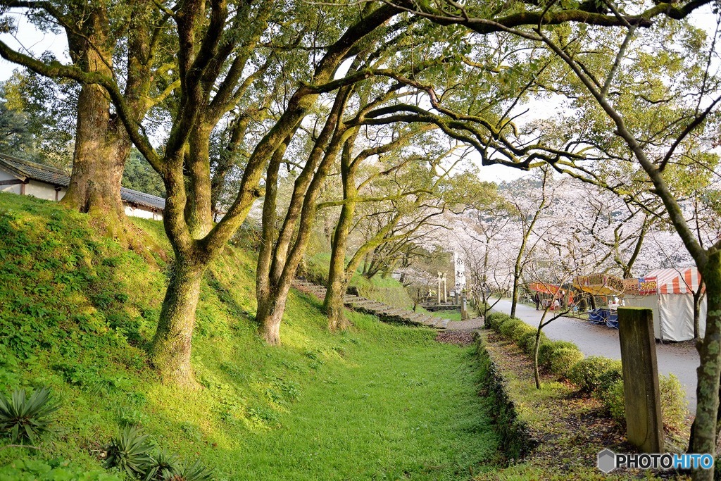 秋月　桜　2016年