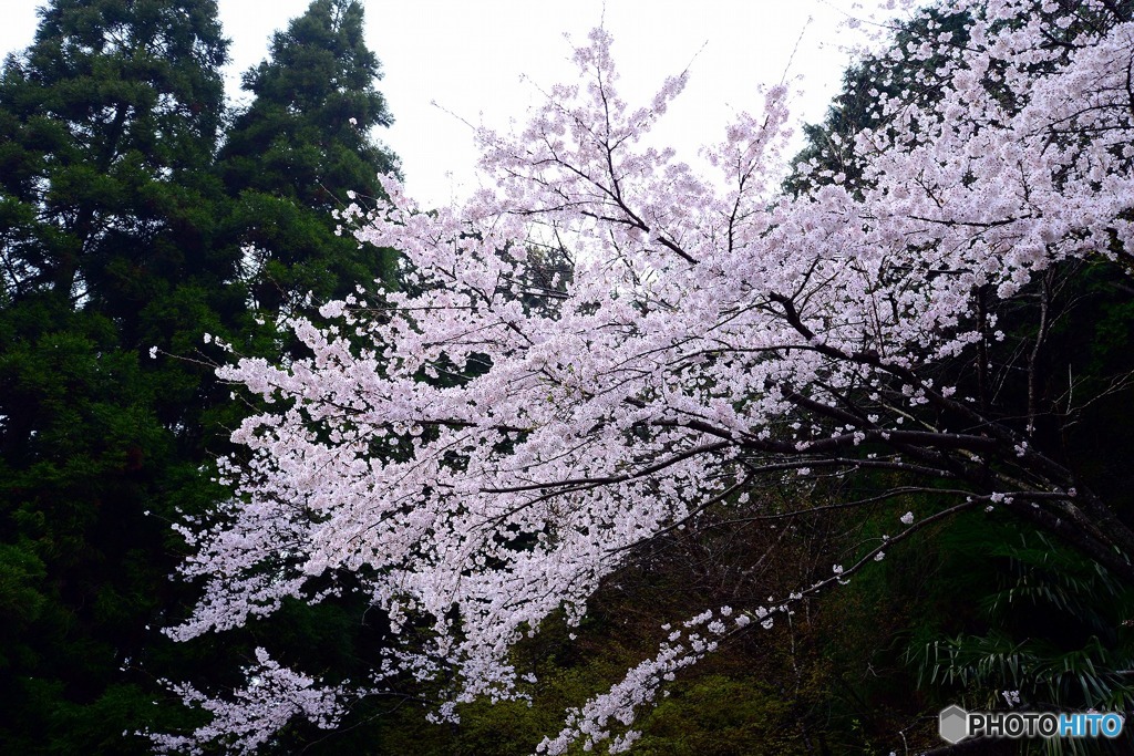 秋月　桜　2016年