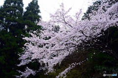 秋月　桜　2016年
