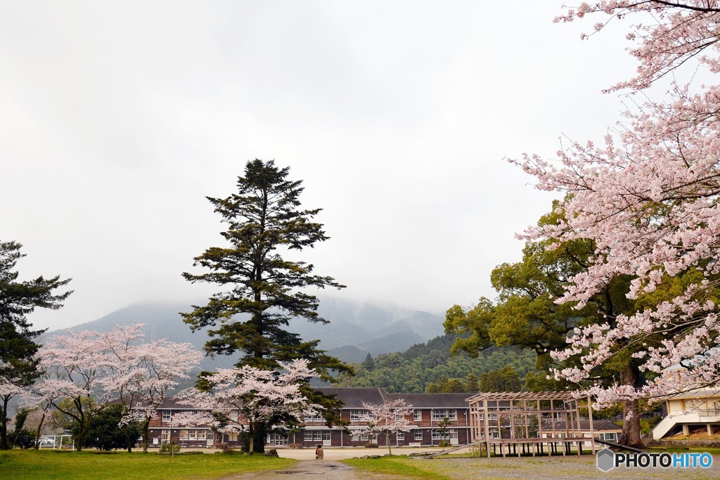 秋月　桜　2016年