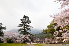 秋月　桜　2016年