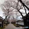 秋月　桜　2016年