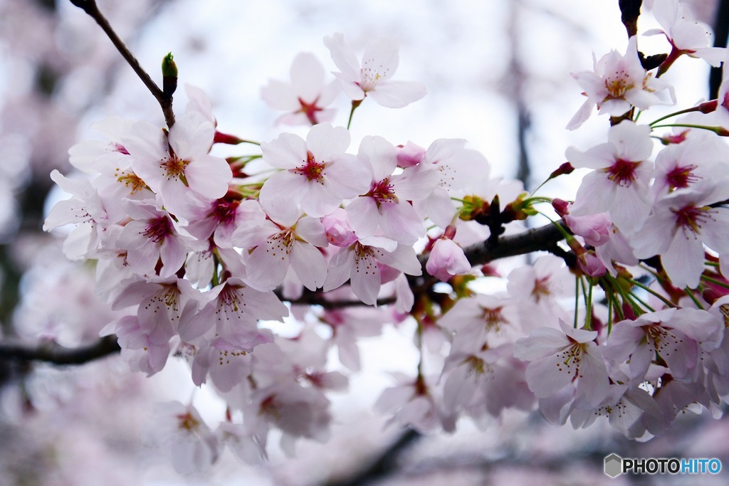 秋月　桜　2016年
