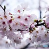 秋月　桜　2016年