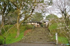 秋月　桜　2016年