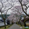 秋月　桜　2016年