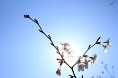 桜五稟