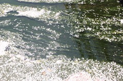 流れ桜