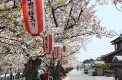 桜並木
