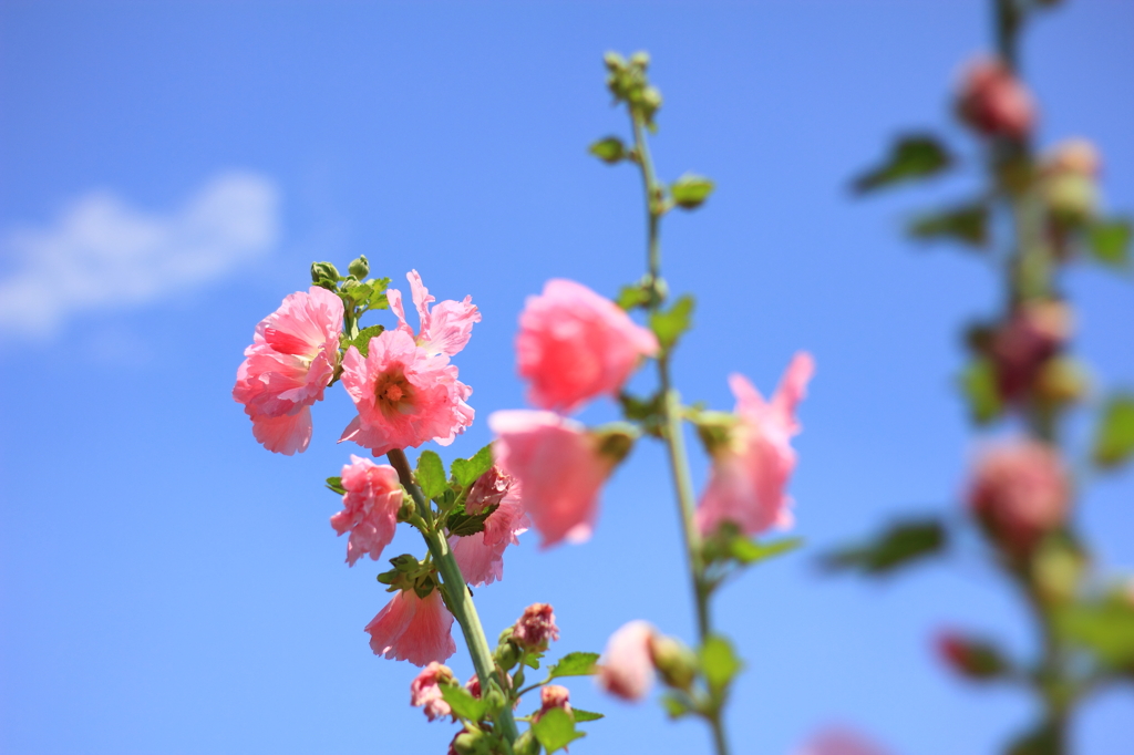 梅雨の花