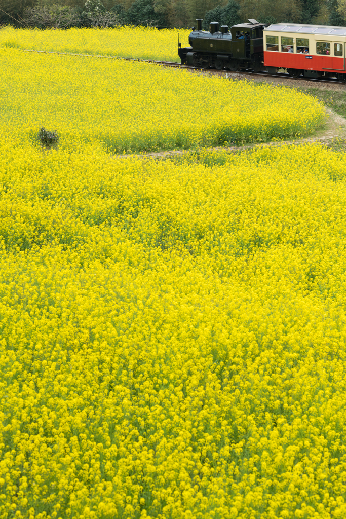 Yellow Carpet #02