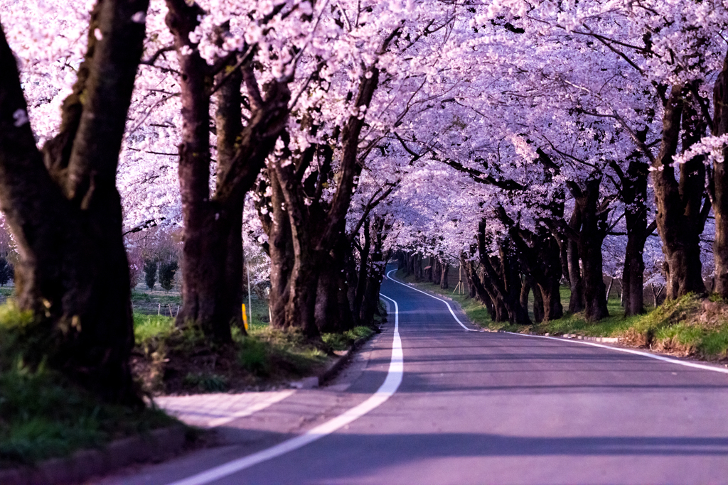 夜の散歩道