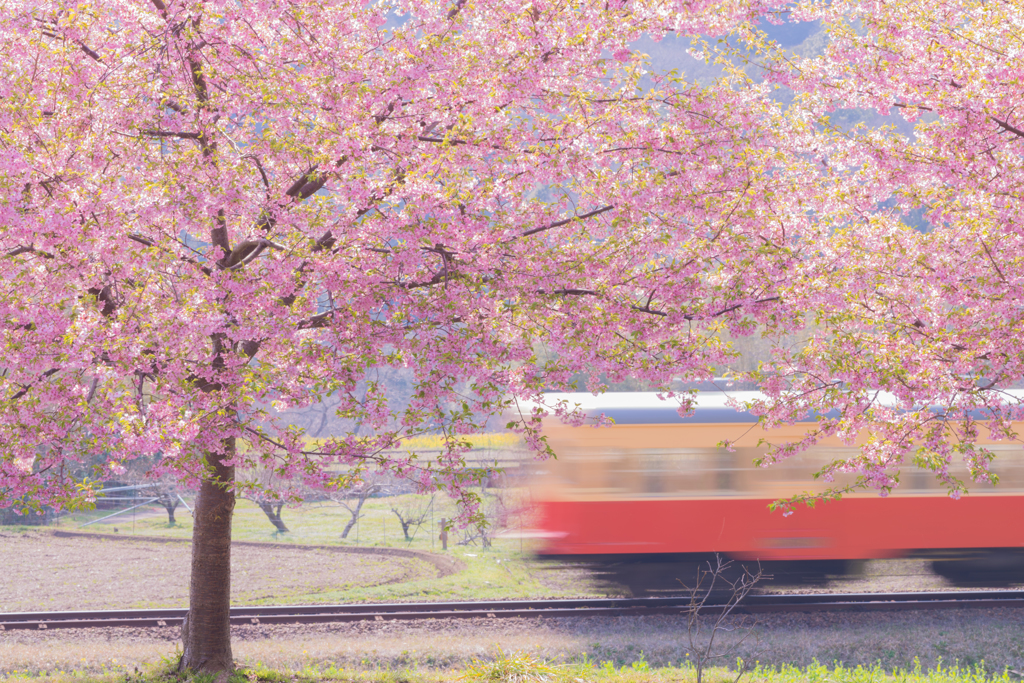 山桜の咲く頃