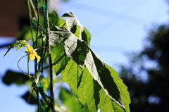 green curtain