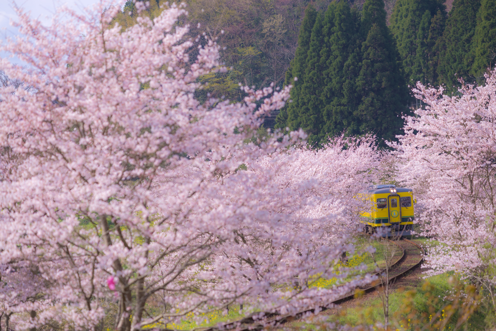 桜の中からこんにちは☆