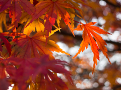 韓国の秋