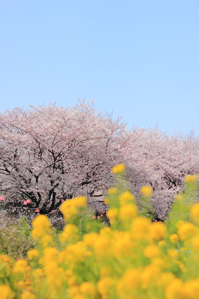 Spring tricolor