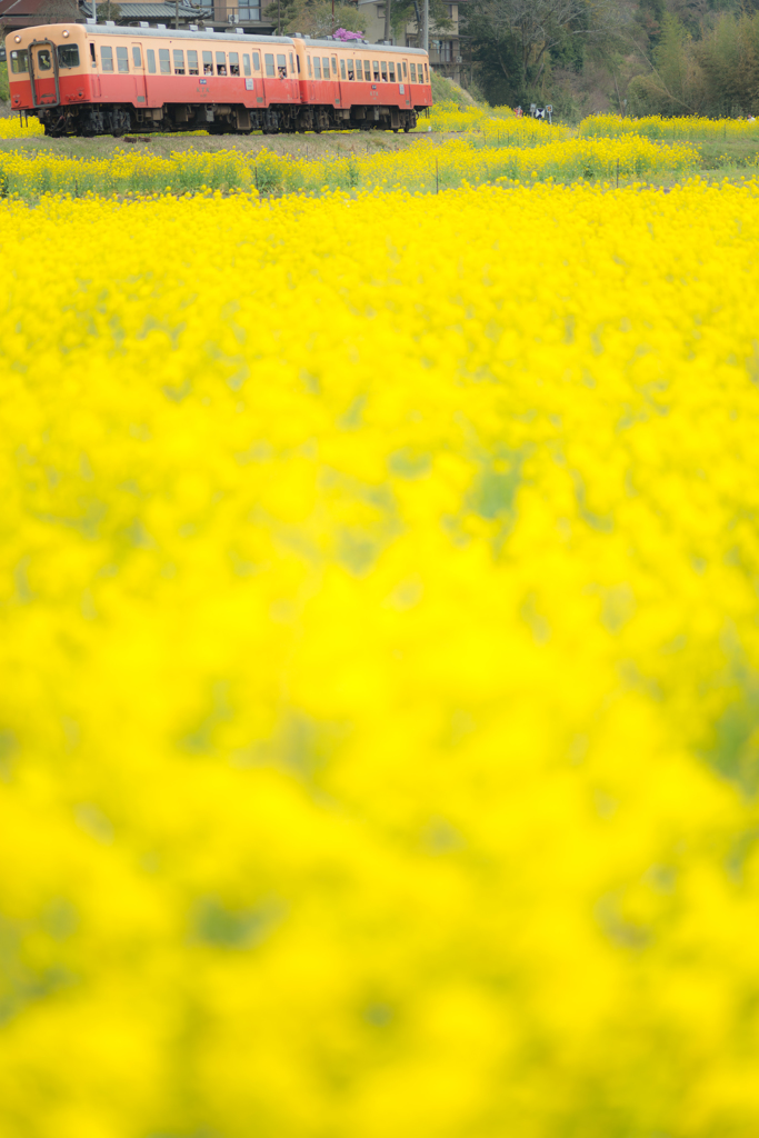 Yellow Carpet #01