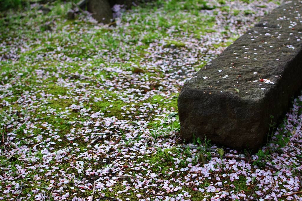 静寂の桜