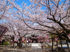 桜日和