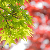 音戸の瀬戸公園にて