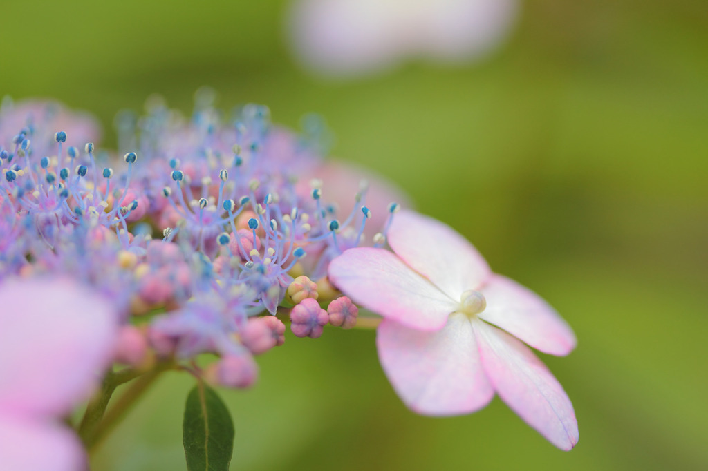 真花の開花