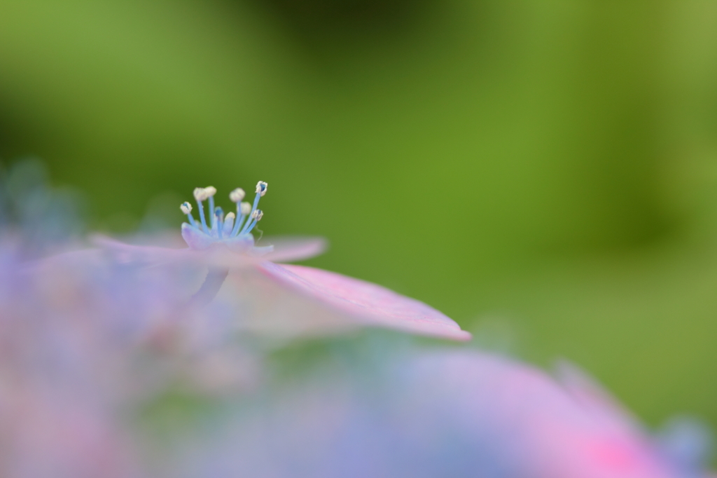 梅雨の妖精