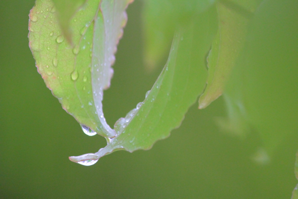 梅雨のひととき