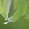 梅雨のひととき