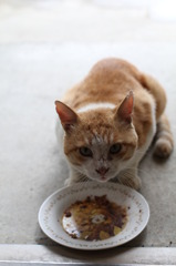 のら猫