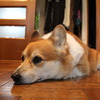 蕩ける