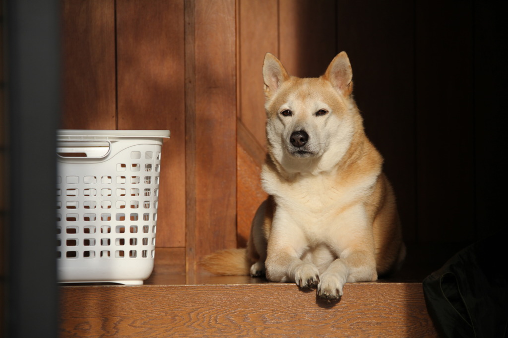 和犬