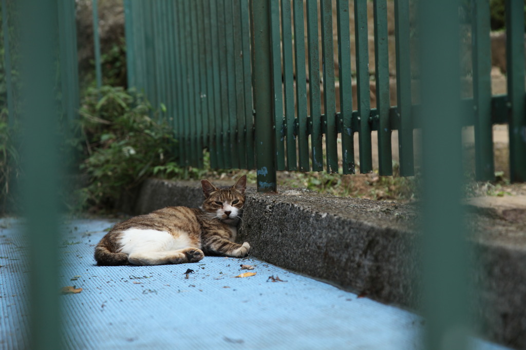 cat circumstance