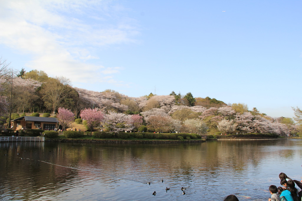The　cherry　blossom　front