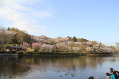 The　cherry　blossom　front