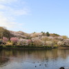 The　cherry　blossom　front