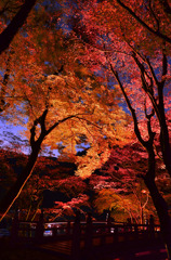 晩秋な紅葉たち