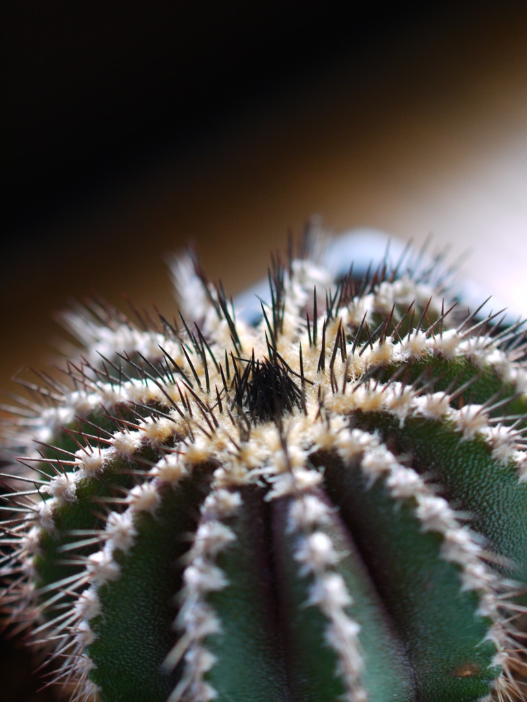 P1130584