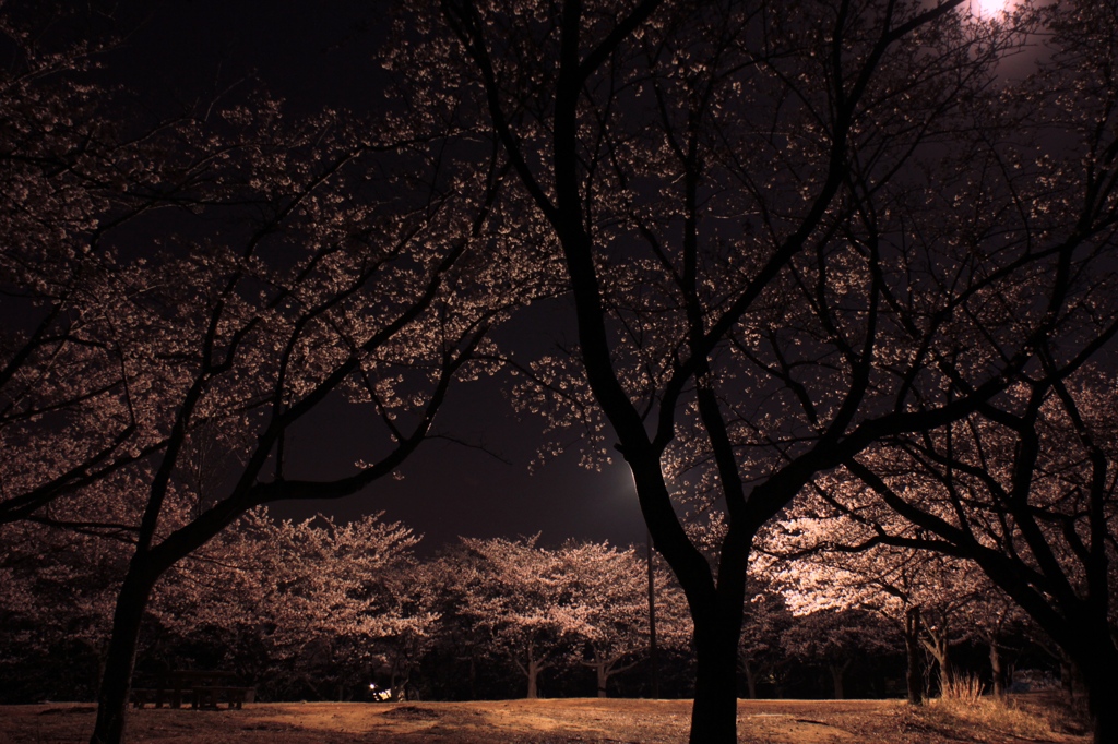 夜桜と月