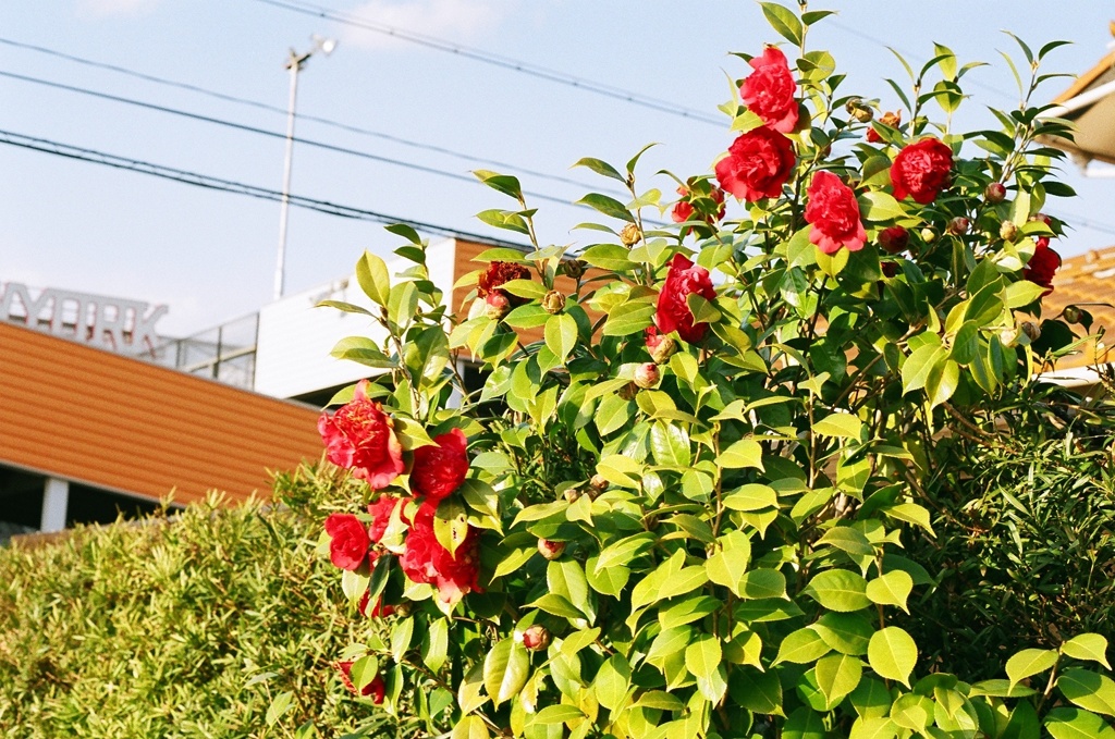 「木春」こそ「春」の花